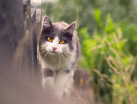 Cat gently and quietly moving along the fence