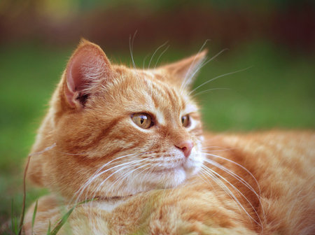Red cat sitting on the grass in the summerの写真素材