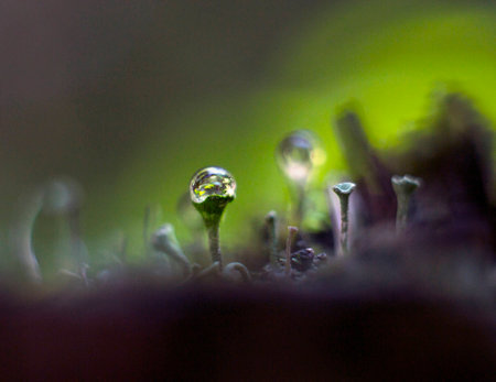 Drops of water on the forest mossの写真素材