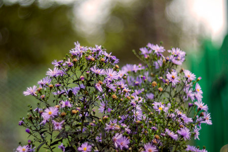 Purple flowers in the gardenの写真素材