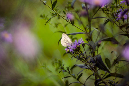 Beautiful butterfly sitting on a flower