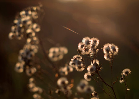Wild nature of Russia in the summer. Flowers and plants