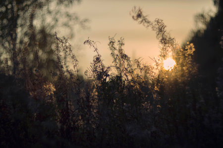 Wild nature of Russia in the summer. Flowers and plants