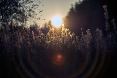 Wild nature of Russia in the summer. Flowers and plantsの写真素材