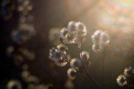 Wild nature of Russia in the summer. Flowers and plantsの写真素材