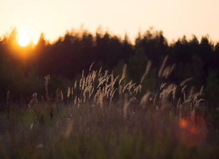 Wild nature of Russia in the summer. Flowers and plantsの写真素材