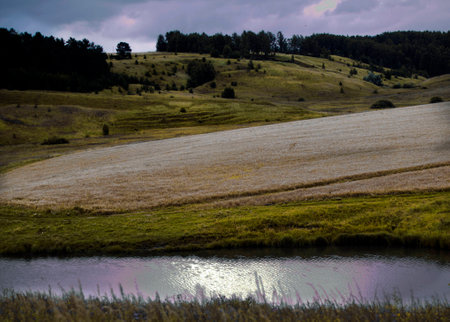 Wild nature of Russia in the summer. Flowers and plants