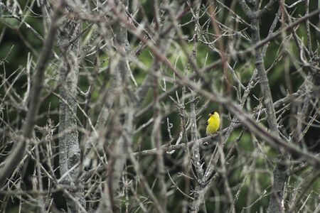 Gold Finch pirched on a branchの写真素材