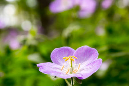 purple Flowerの写真素材
