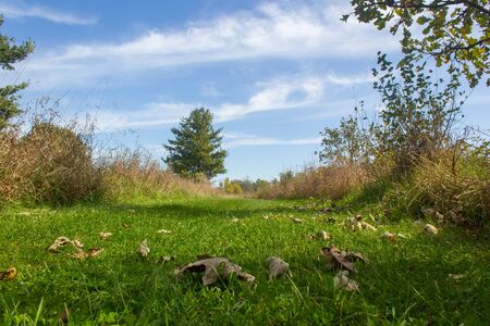 Grass and Leaves on a Pathの写真素材