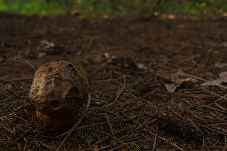Mushroomの写真素材