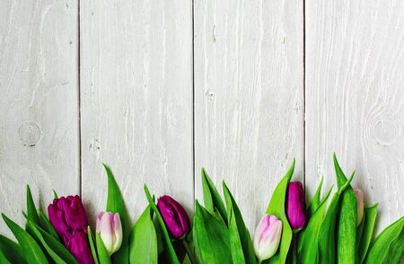 purple and pink tulips over white wooden background. Top view with copy spaceの写真素材
