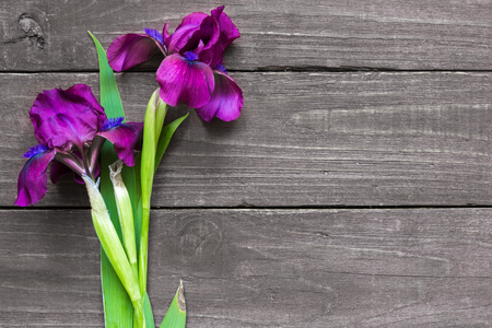 purple iris flowers mockup on dark rustic wood background for creative work design. top view. flat layの写真素材