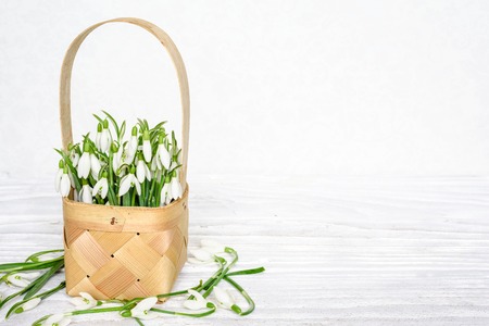 spring snowdrops flowers in a wicker basket on white wooden table with copy space. close up