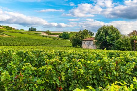 Bordeaux vineyards beautiful landscape of Saint Emilion vineyard in France in sunny day