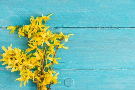 spring yellow forsythia flowers on blue wooden background. top view with copy space. flat lay