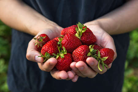 Fresh organic strawberries in womans hands. Agriculture or harvest concept. Healthy vegan food. close upの写真素材