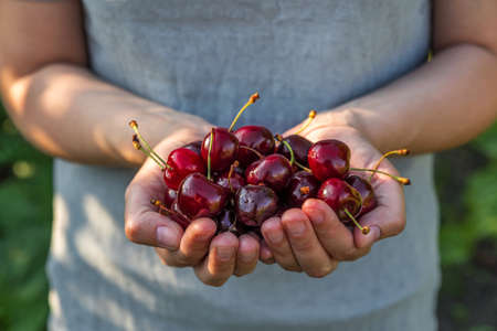 Fresh organic cherry berries in womans hands. Agriculture or harvest concept. Healthy vegan food. close upの写真素材
