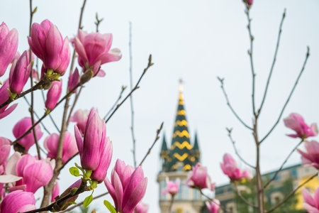 Pink blossoming magnolia flower on magnolia tree in the city. Spring nature backgroundの写真素材