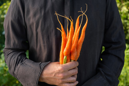 Organic vegetables. Fresh harvested carrots in farmers hand in the garden. Agriculture and gardening...