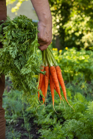 Organic vegetables. Farmers hands with freshly harvested carrots in the garden