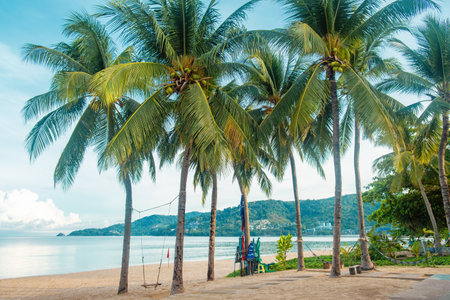 Patong beach with coconut palm trees and swing on Phuket island in Thailand with nobody. Tropical sandy beach, Thailand. Popular travel and touristic destination in Asiaの写真素材