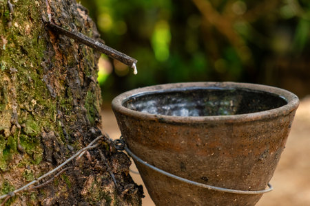 Rubber tapping process with latex dripping from a rubber tree into the cup, showcasing traditional rubber extraction and agricultural practices, Phuket, Thailand.の写真素材
