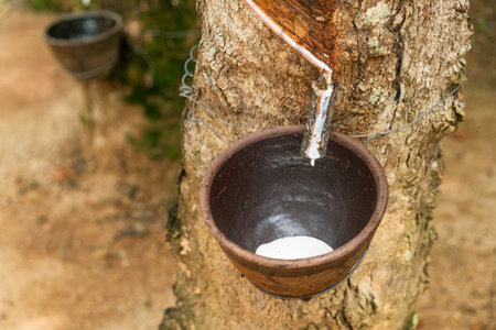 Rubber tapping fresh milky latex dripping from a rubber tree into the cup, showcasing traditional rubber extraction and agricultural practices, Phuket, Thailandの写真素材
