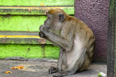 Macaque monkey eating food with hands while sitting by green stairs at Batu Caves entrance, Kuala...