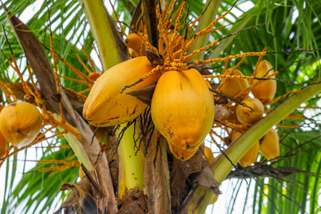 Golden coconuts Cocos nucifera growing on palm tree in a tropical garden, Phuket, Thailand....