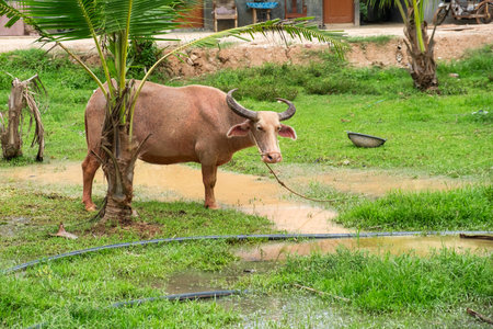 Water buffalo standing on lush green grass near a muddy puddle and palm trees in a rural farm,...