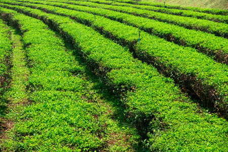 Close up view of neat green tea plantation rows on the ffield under sunny sky in Chiang Mai, Thailand. Agriculture, farming and gardening conceptの写真素材