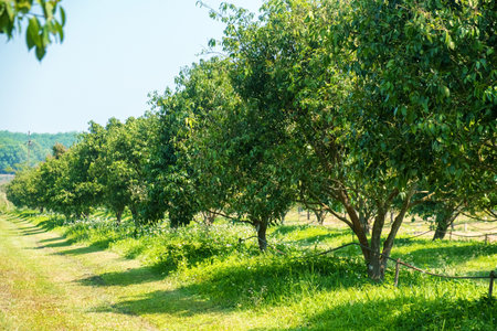 Lush green orchard with rows of mango fruit trees growing in rural landscape in Chiang Mai,...