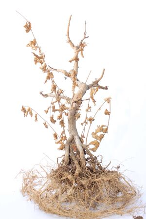 Dried plantの写真素材