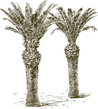 Vector drawing of the tropical palm trees.のイラスト素材