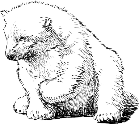 Vector sketch of a polar bear sitting.のイラスト素材