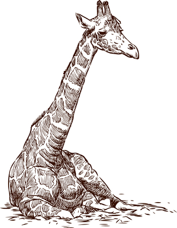Vector drawing of an young giraffe.のイラスト素材