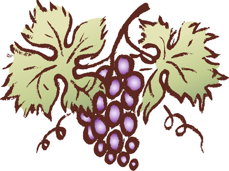 Vector image of a ripe grape cluster.のイラスト素材