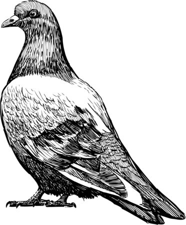 Vector drawing of a citu pigeon.のイラスト素材