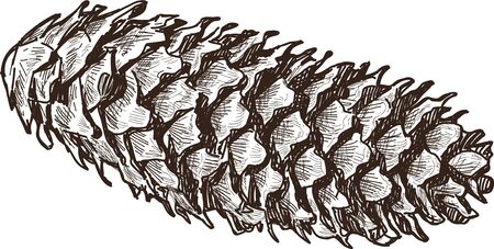 Vector image of a dry fir cone.のイラスト素材