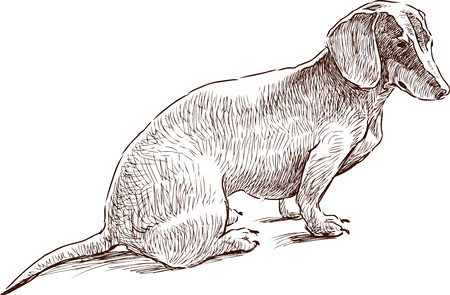 The vector drawing of a sitting dachshund.のイラスト素材