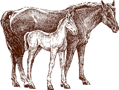 The vector drawing of a horse with a colt.のイラスト素材