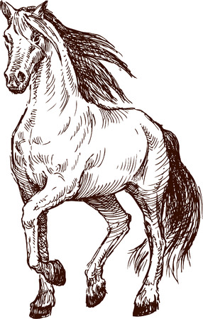 The vector drawing of a walking horse.のイラスト素材