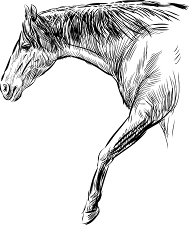 Vector sketch of a walking horse.のイラスト素材