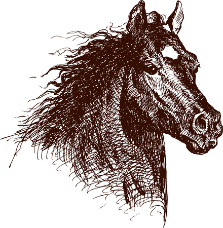The vector drawing of a horse in style of a sketch.のイラスト素材