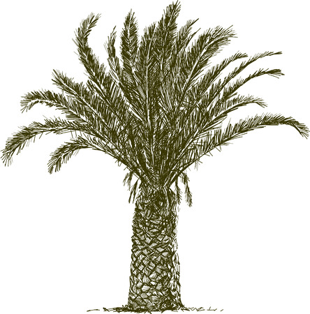 Vector image of a tropical palm tree.のイラスト素材