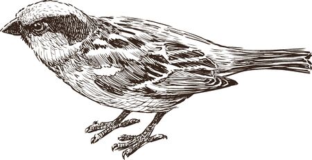 Vector drawing of a city sparrow.のイラスト素材
