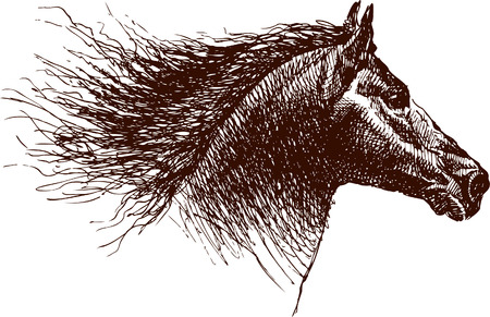 Vector drawing a horse's head in the style of the sketch.のイラスト素材