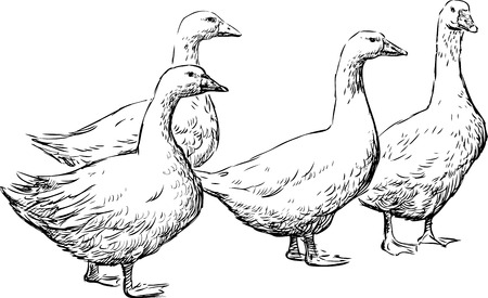 A Vector sketch of the domestic geese.のイラスト素材