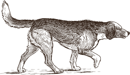 Vector sketch of a hunting dog.のイラスト素材